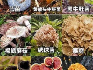 关于蘑菇的视频(蘑菇种类大全，带你领略蘑菇世界的奥秘)