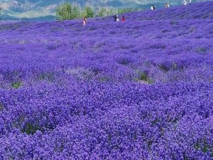 薰衣草研究所实验室入口处2024-薰衣草研究所实验室入口处 2024 年什么样？