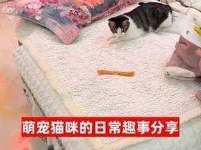 主播与猫的故事：直播间的温馨配置与安装指南