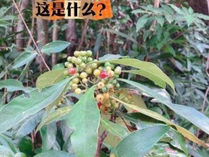 大菠萝隐藏入口在哪_大菠萝隐藏入口究竟在哪儿？