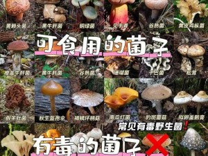 扫一扫发现自然奥秘：野生菌识别指南