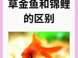 一夹一放怎么放和锦鲤吸水区别是什么—一夹一放怎么放和锦鲤吸水区别是什么