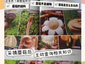 99国精产品灬源码1蘑菇、99 国精产品灬源码 1 蘑菇：探索未知的数字世界