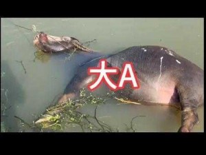 被公牛日到高潮霍水(被公牛日到高潮霍水，这是一种怎样的体验？)