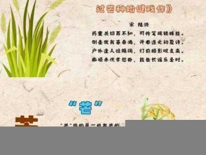 桃源深处人家黄梅时节芒种活动指南：探索桃源芒种节气传统乐趣与体验