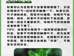 含羞草一样的看片【含羞草一样的看片，会是一种什么样的体验？】