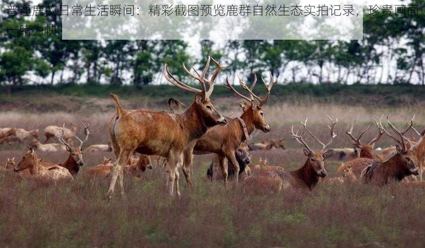 普通鹿的日常生活瞬间：精彩截图预览鹿群自然生态实拍记录，珍贵画面一睹为快