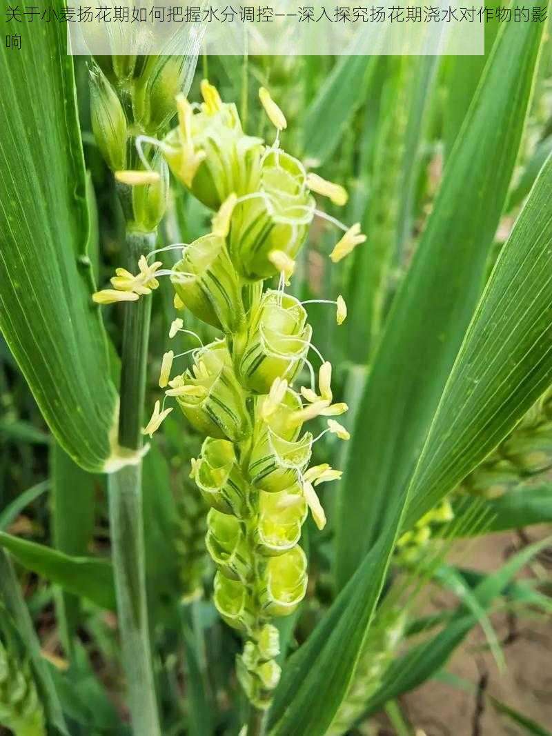 关于小麦扬花期如何把握水分调控——深入探究扬花期浇水对作物的影响