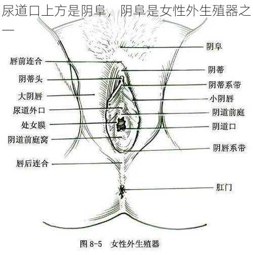 尿道口上方是阴阜，阴阜是女性外生殖器之一