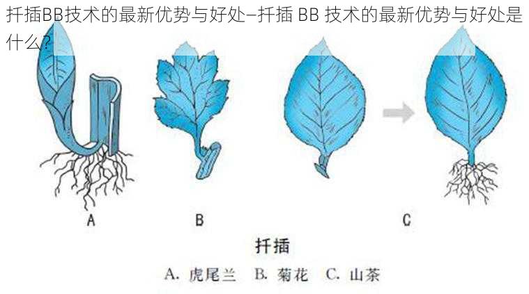 扦插BB技术的最新优势与好处—扦插 BB 技术的最新优势与好处是什么？