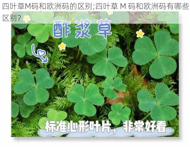 四叶草M码和欧洲码的区别;四叶草 M 码和欧洲码有哪些区别？