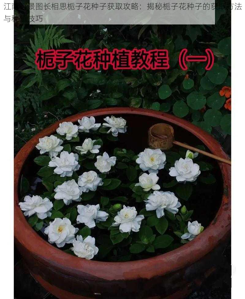 江南百景图长相思栀子花种子获取攻略：揭秘栀子花种子的获取方法与种植技巧