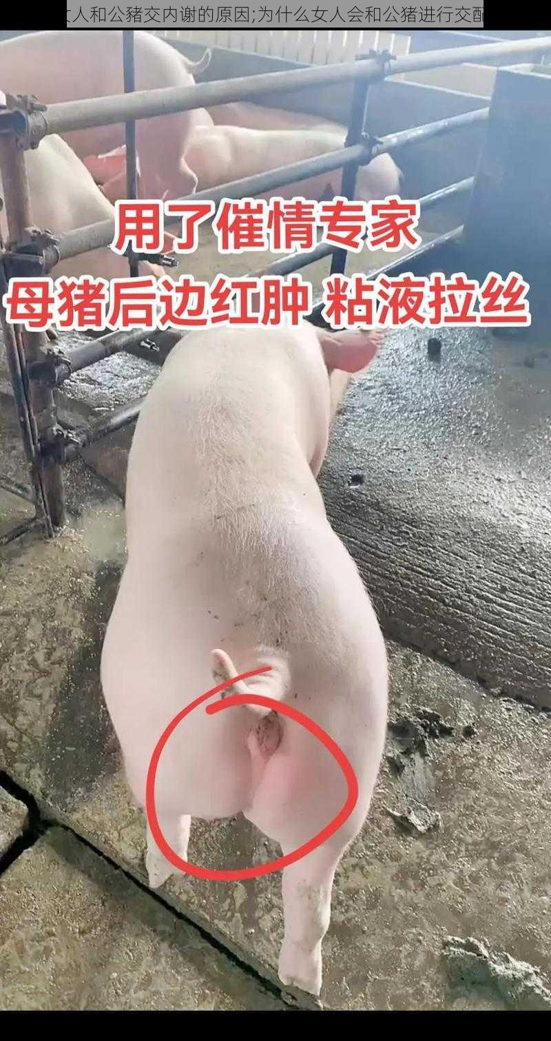 女人和公豬交内谢的原因;为什么女人会和公猪进行交配？