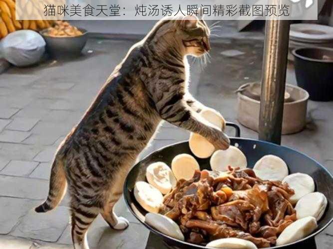 猫咪美食天堂：炖汤诱人瞬间精彩截图预览